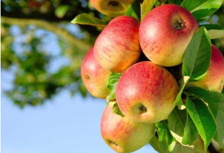 苹果灌溉施肥方案