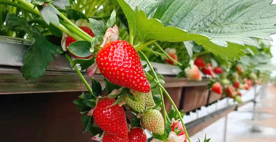 草莓种植水肥管理方案