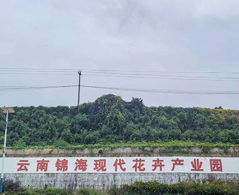 云南玉溪通海300亩 鲜切花